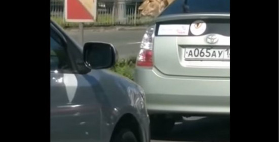 Απίστευτο βίντεο από τη Ρωσία: Έβαλε το . . . λιοντάρι του στο αμάξι και βγήκε βόλτα!