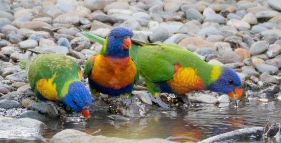 Η ξηρασία στην Αυστραλία κρατά τα πουλιά στα πάρκα του Σίδνεϊ