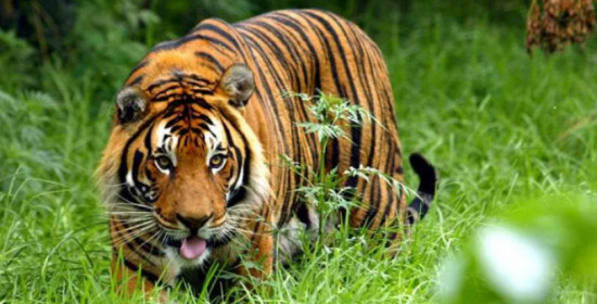 Τρόμος στην Ινδία με ανθρωποφάγο τίγρη: Προσπαθούν να την αιχμαλωτίσουν με δόλωμα . . . αντρική κολόνια