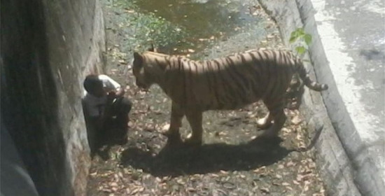 Λευκή τίγρης σκότωσε 20χρονο στο ζωολογικό κήπο στο Νέο Δελχί - Προσοχή video με πολύ σκληρές σκηνές