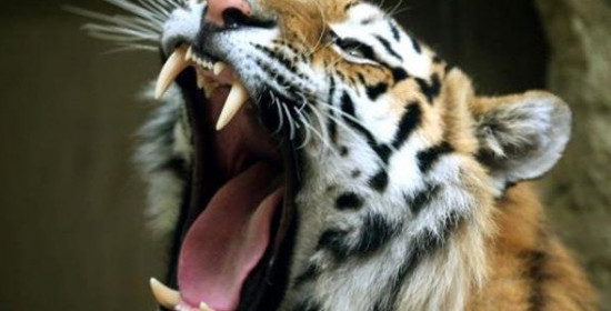 Τίγρης ξεσκίζει θηριοδαμαστή - Καρέ-καρέ η στιγμή που "πάγωσε" ένα ολόκληρο τσίρκο στην Ισπανία 