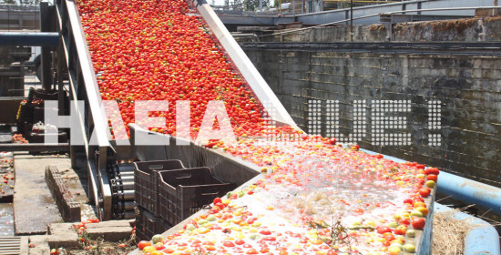 Αλλάζουν τα πλάνα των μεταποιητών οι φετινές απώλειες στη βιομηχανική ντομάτα