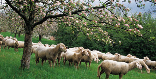 Βιολογική κτηνοτροφία: Έως 30/3 η υποβολή αιτήσεων ενίσχυσης