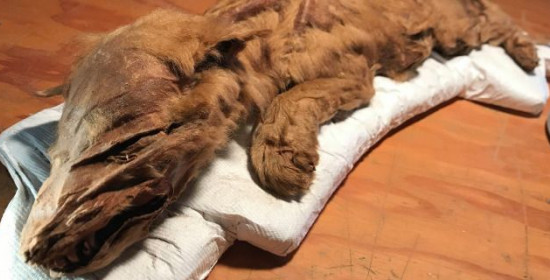 Βρέθηκε μουμιοποιημένος λύκος ηλικίας 50.000 ετών - Απίστευτες εικόνες και βίντεο