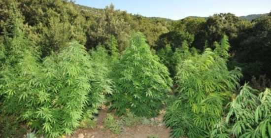 Δυτική Ελλάδα: Στην τρίτη θέση σε κατασχέση κοκαϊνης - Τέταρτη στα φυτά ινδικής κάνναβης
