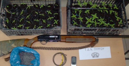 Γαστούνη: Στη "φάκα" 44χρονος με 64 φυτά κάνναβης σε "φυτεία δωματίου"