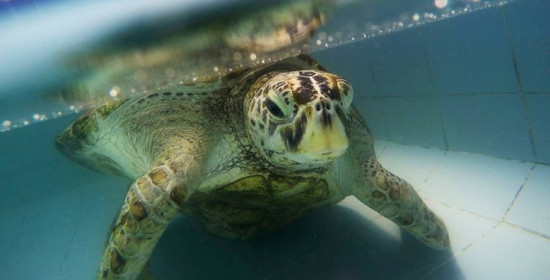 Μεγάλη πράσινη χελώνα πέθανε επειδή κατάπιε πλαστικό