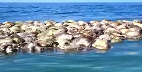 Εκατόμβη θαλασσίων χελωνών που κινδυνεύουν με εξαφάνιση στο Μεξικό
