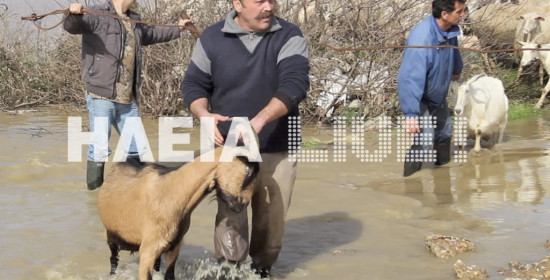 Ηλεία: Μεγάλη η καταστροφή στο ζωικό κεφάλαιο από τις πλημμύρες (video HD)