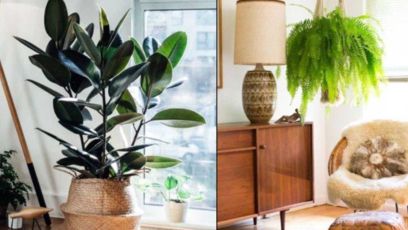 5 Ανθεκτικά φυτά για να διακοσμήσεις το σπίτι σου!
