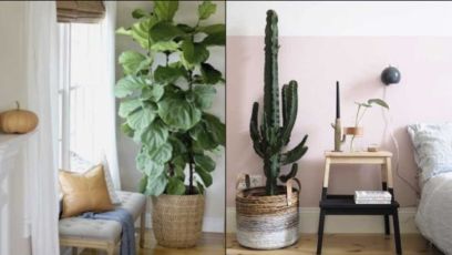 5 Φυτά που θα δώσουν προσωπικότητα στο σπίτι σου!